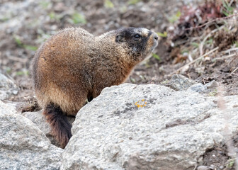 Wall Mural - yellow-bellied marmot (marmota flaviventris), a large, heavy-bodied rodent with grizzled brown fur a