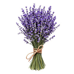 Poster - a bouquet of lavender flowers tied together with a piece of string. no background png 