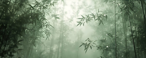 misty bamboo forest, sunlight, serenity, background blur, website