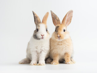 Wall Mural - Two baby cute rabbit with tri-colored fur standing on white background. Baby rabbit pet is adorable.