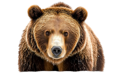 brown bear closeup portrait on white background