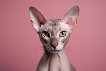 Wall Mural - Portrait of a funny oriental shorthair cat in solid color backdrop