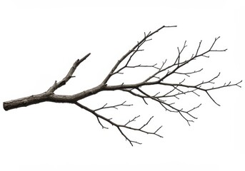 A long dry tree branch with multiple thin offshoots isolated on white background