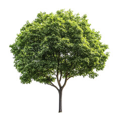 green tree isolated on black background