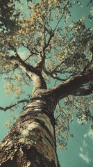 Poster - Majestic Tree Reaching for the Sky: Nature Photography