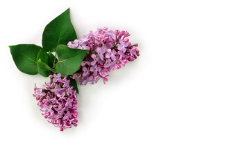Wall Mural - violet flowers lilac ( syringa vulgaris ) on a white background with space for text. spring flowers.