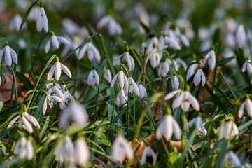 Wall Mural - White snowdrop flowers. Galanthus blossoms illuminated by the sun in the green blurred background, early spring. Galanthus nivalis bulbous, perennial herbaceous plant in Amaryllidaceae family