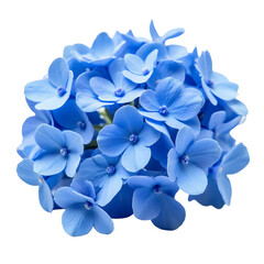 Blue Hydrangea Flower Bloom Isolated, Close up Floral Plant_