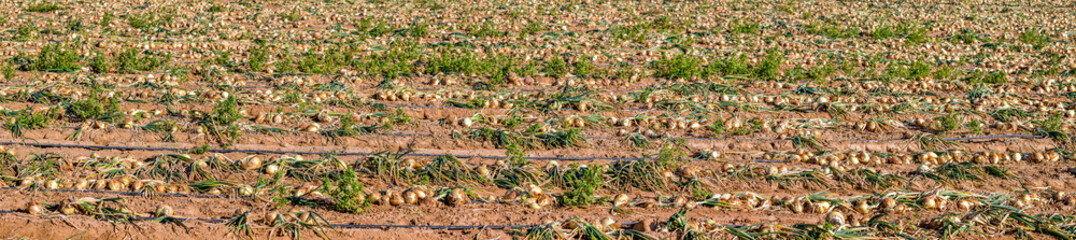 Wall Mural - Panorama. Agricultural field with harvesting ripe onions being dried in the open air. Sustainable agriculture industry in desert and arid areas of the Middle East. No AI tools were used