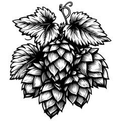 Wall Mural - hops plant leaves engraving vector illustration