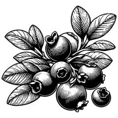 Wall Mural - blueberry engraving sketch vector illustration