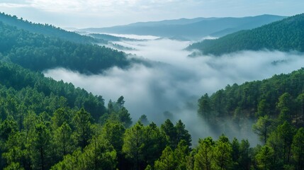 Wall Mural - Fog rolling over lush green pine forest covering mountain range