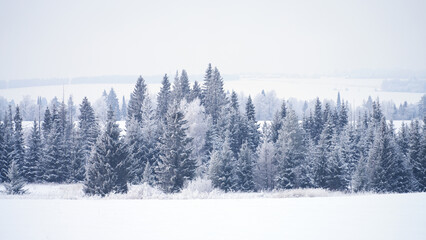 Wall Mural - Frosty winter day. Boundless snowy expanses with picturesque trees covered with white tracery frost in the foreground.