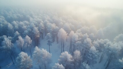 Poster - Snowy forest covered by fog during winter sunrise, aerial view