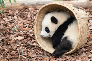 Wall Mural - close up lovely baby panda, chengdu , china