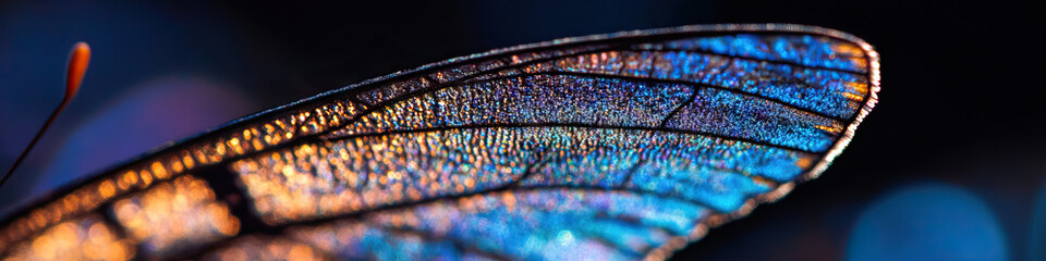 Poster - butterfly wing macro photograph: venation and iridescent scales