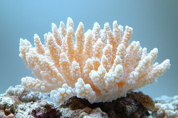 Wall Mural - Close-up of coral on rock, great for underwater or ocean-themed designs