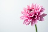 Delicate petals of pink chrysanthemum bloom on white background, flower, blossom