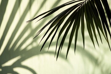 Sticker - A single palm leaf lying flat on a wall with its stem casting a long shadow