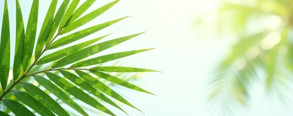 Coconut palm leaves in focus on white background with subtle texture, vegetation, texture