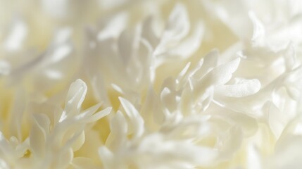 Wall Mural - A detailed look at a single white flower