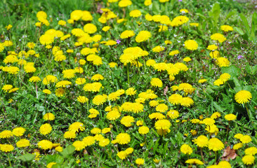 Wall Mural - yellow flowers on a meadow