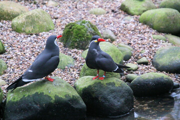 Wall Mural - A close up of an Inca Tern at Martin Mere Nature Reserve