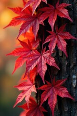 Wall Mural - Closeup of crimson maple leaves on tree trunk, autumn, tree