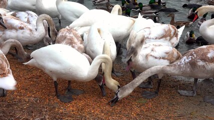 Wall Mural - Swans and wild ducks eat grain on the shore of a reservoir where people feed them in winter, Black Sea, Odessa