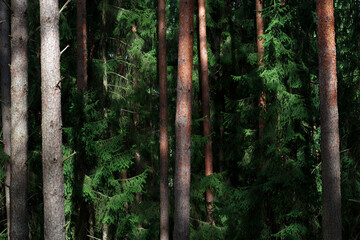 Wall Mural - Sunlight in deep Forest with pine trunks and green fir branches