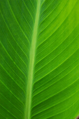 Wall Mural - green tropical leaf texture with summer close up