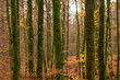 © Trygve - Moss growing on beech trees in a forest.