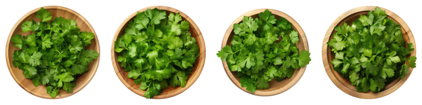 Cilantro vegetable isolated on transparent background, PNG, Set of