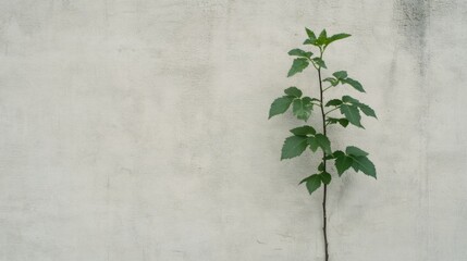 Wall Mural - Small plant growing from a crack in a concrete wall.