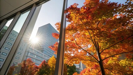 Poster - Sunlight filters through a clean glass pane illuminating the vibrant autumn leaves of a tree outside contrasting against the sharp lines of modern buildings layered in the