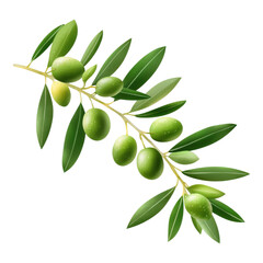 Wall Mural - Single Olive Sprig Watercolor Clipart Minimal Design for Decoration