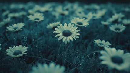 Wall Mural - Dewy daisies field, dusk, nature backdrop