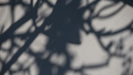 Wall Mural - Shadow of tree branches on a gray wall. Horizontal photo.