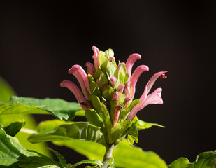 Wall Mural - Close Up of a Pink Brazilian Plume Flower photographed against a dark background with a shallow depth of field.