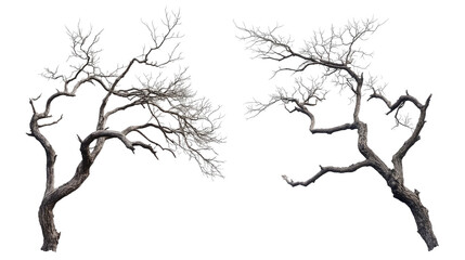 Poster - Collection of Dead Trees With Branches Isolated Generative AI