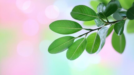 Poster - Pastel spring concept. Close-up image of vibrant green leaves against a soft, colorful background.