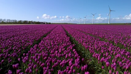 Wall Mural - Stunning contrast of towering windmill turbines against the backdrop of endless purple tulip fields. Experience the beauty of nature and renewable energy in perfect harmony in the Netherlands