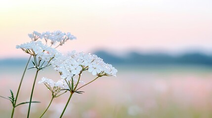 Poster - Pastel spring concept. Delicate white flowers in a serene landscape with soft pastel colors at sunrise.