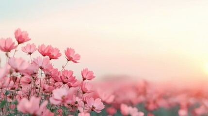 Poster - Pastel spring concept. Vibrant pink flowers under soft sunlight, creating a serene and tranquil atmosphere.