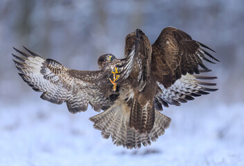 Wall Mural - common buzzard bird ( buteo buteo )