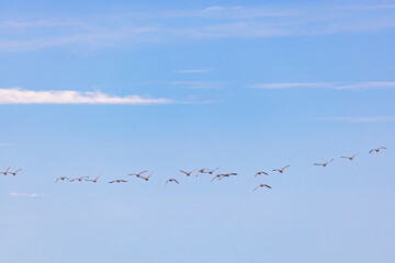 Wall Mural - Big flock of geese flying away in springtime