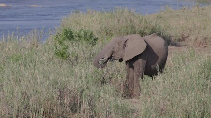 Wall Mural - a wide shot of an elephant feeding on the banks of the oliphant river at balule nature reserve of kruger national park in south africa
