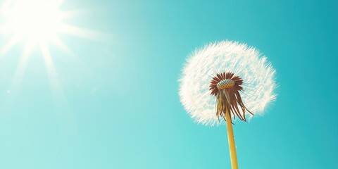 Wall Mural - Dandelion silhouette blocking sunlight against a bright blue sky with vibrant white fluff creating a serene natural backdrop for tranquility and freedom