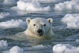 Polar bear swimming in arctic ocean with ice floes in background