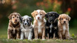 © Dream Art Factory  - A Lineup of Puppies Sitting, Front View Perspective